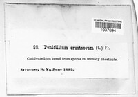 Penicillium crustaceum image